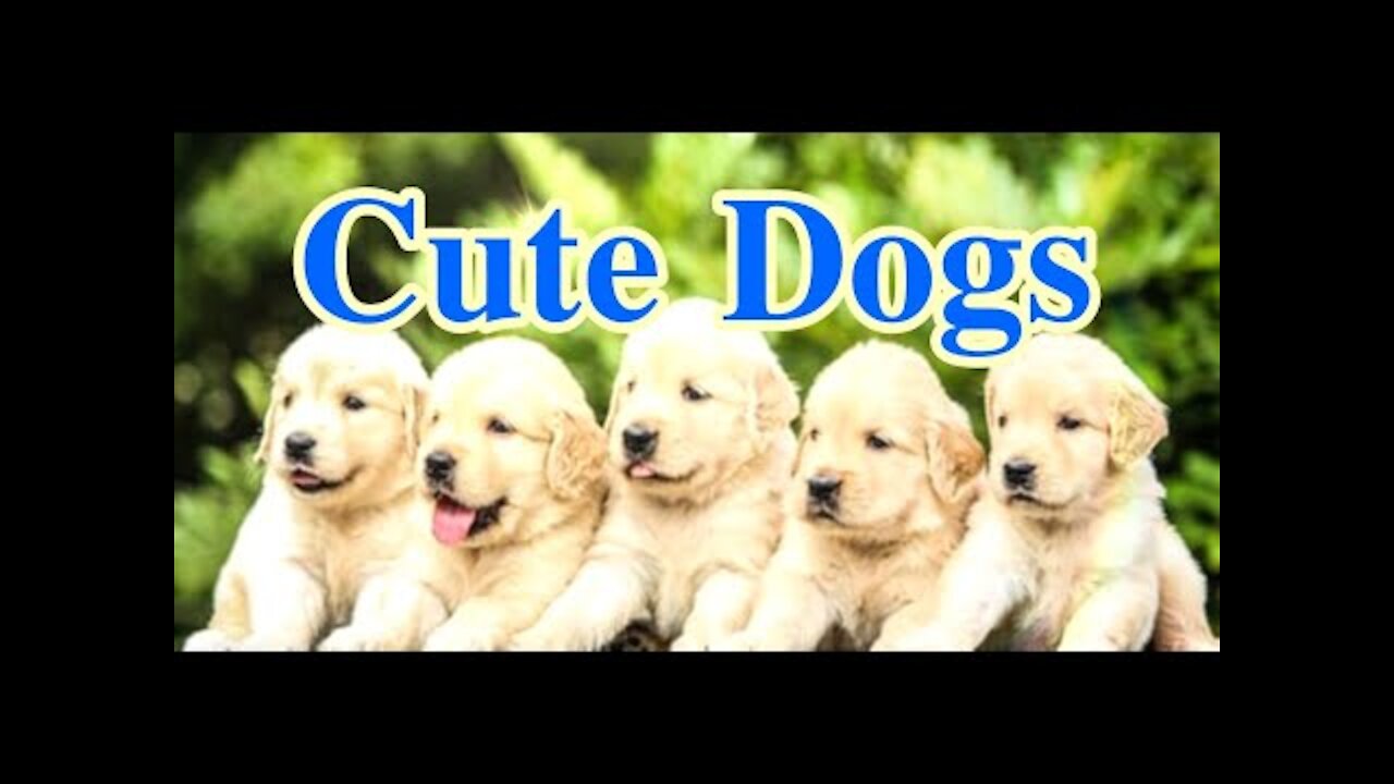 You will laugh at all the DOGS 🤣 Funny DOG Videos 😂🐶