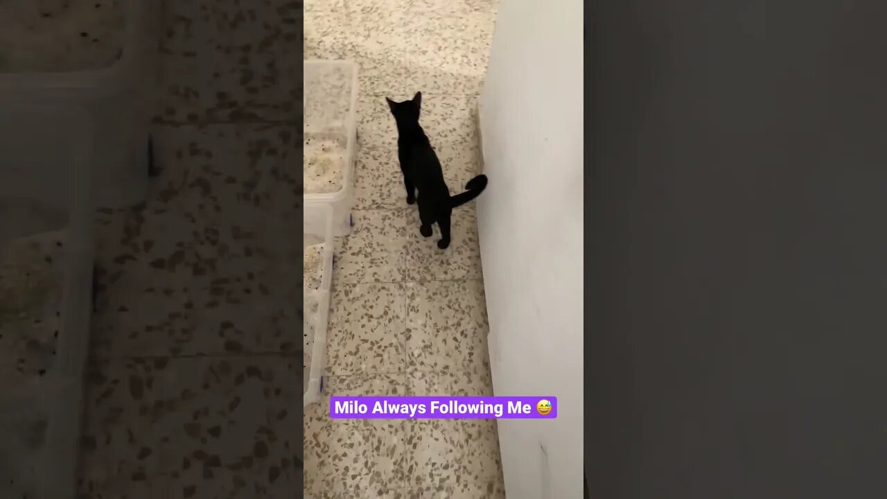 Black Kitty Follows Me 🥰