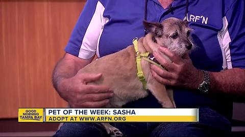 Pet of the week: Sasha is a sweet 5-year-old terrier mix who needs a home