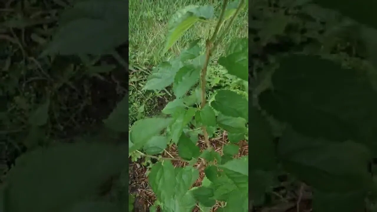 Mulberry Tree