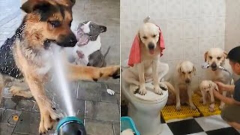 Unbelievable!!! Funny Dog Videos Try Not To Laugh 🦴🐕🐶✔️3