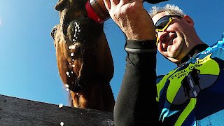 Horse helps himself to cyclist's bottle of apple juice on a hot day