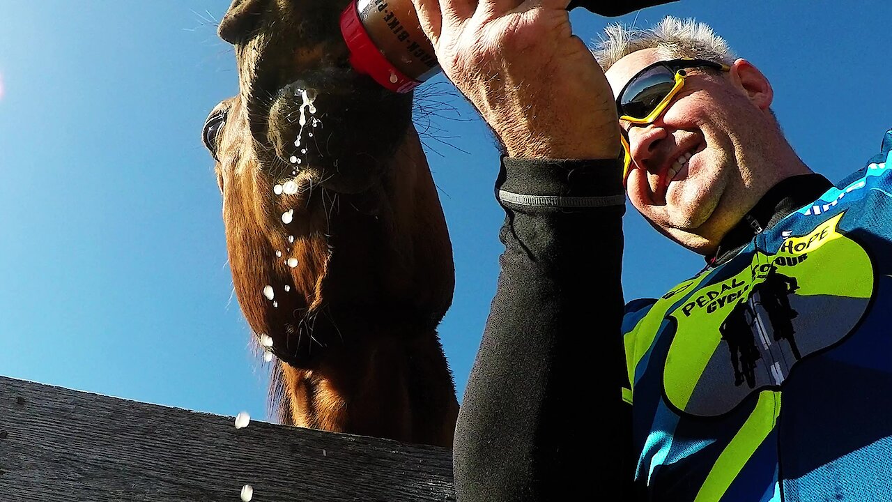 Horse helps himself to cyclist's bottle of apple juice on a hot day