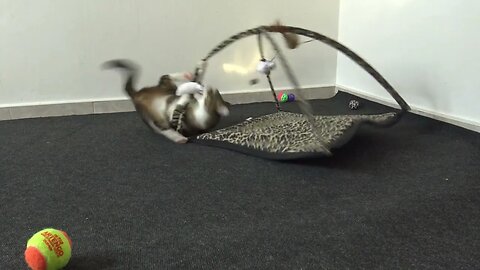 Silly Cat Loves His Toy Frame