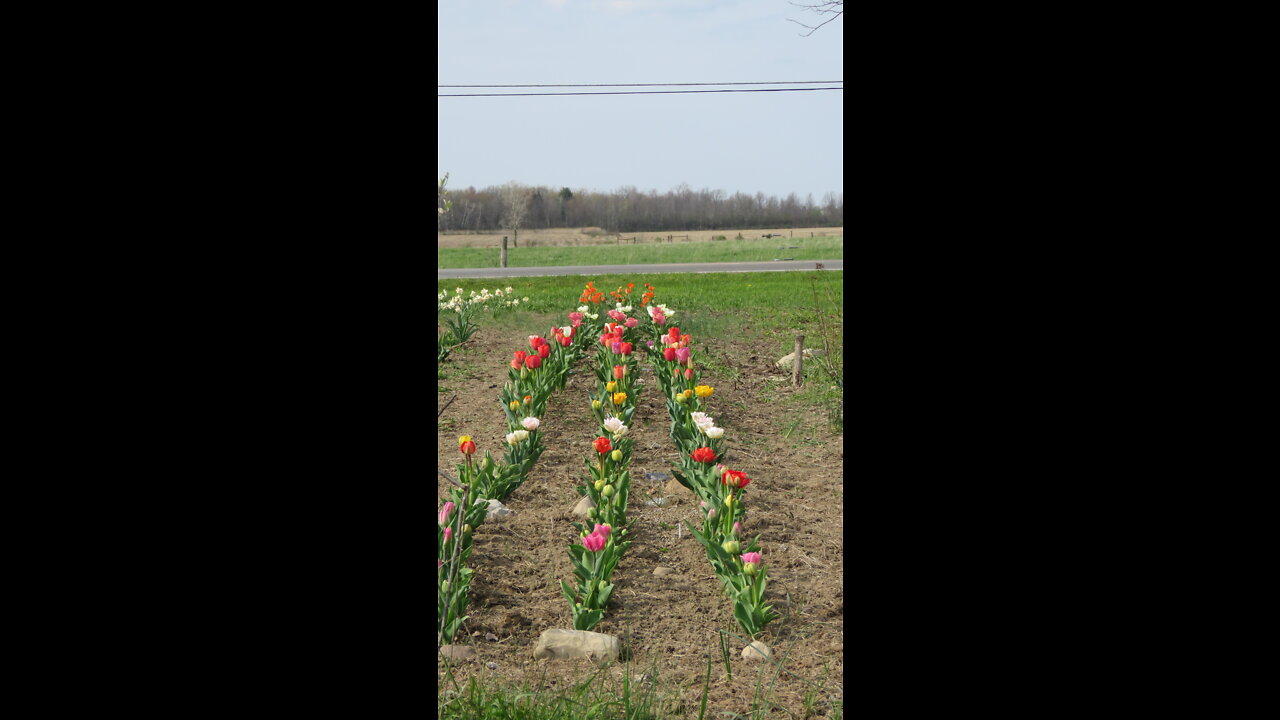 New method for growing peas