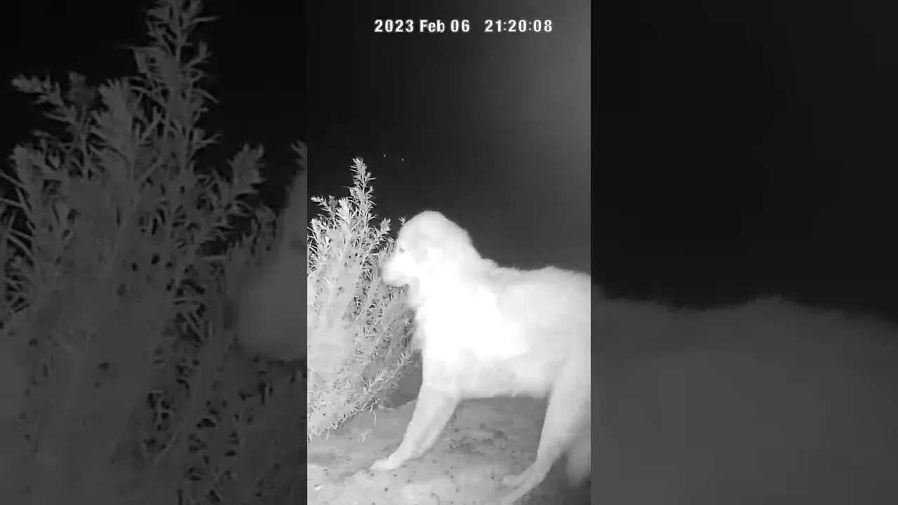 Maremma enjoying her night watch