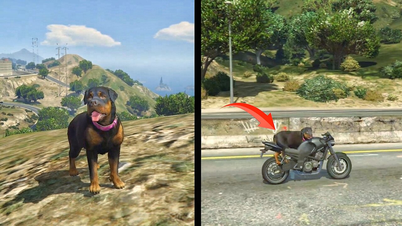 OMG The Dog Drove The Bike