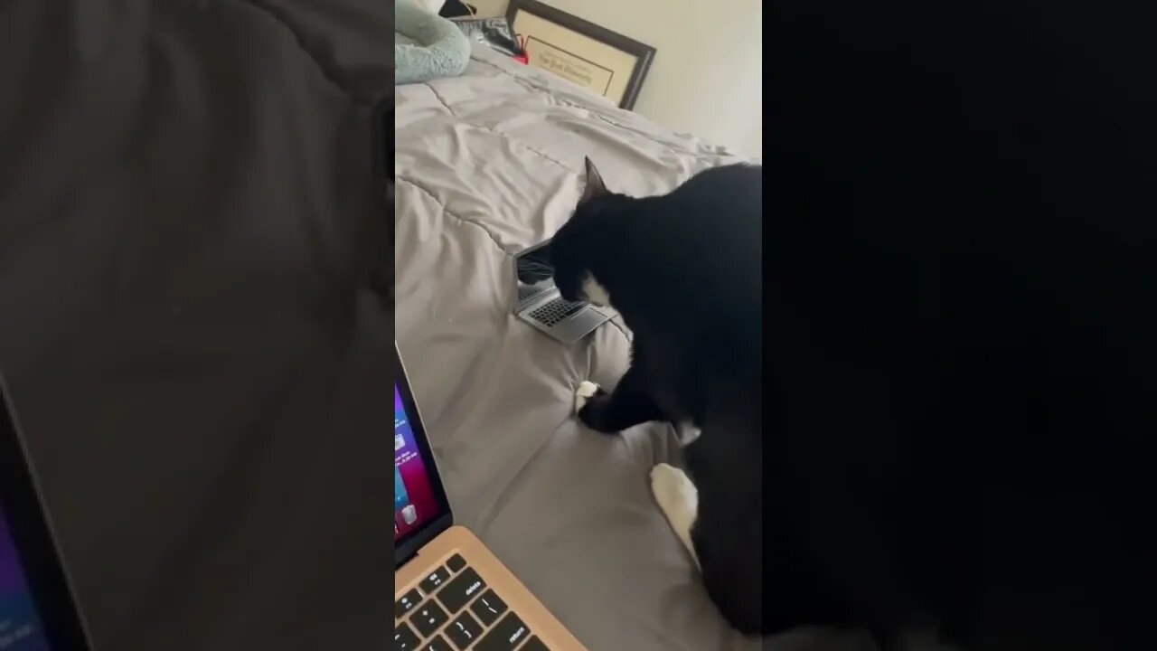 Businesses cat 😂🐈‍⬛😱💯 #shorts #shortsvideo #cat