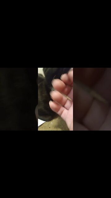 booping moonpie #shorts #shortsvideo #shortsfeed #youtubeshorts #catvideos #cat