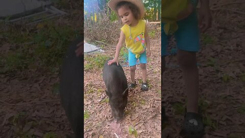 CARTER & TIMMY?🐷 #minipig #kunekune #farmanimals #homestead #farmlife #reels #fyp #pigs #farming