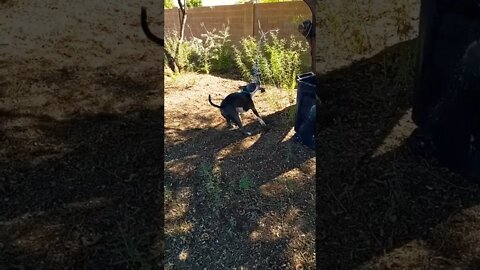 Einsteins new favorite toy. #einsteinsbackyard #arizona #shorts #pitbulls #dog #pitties #short