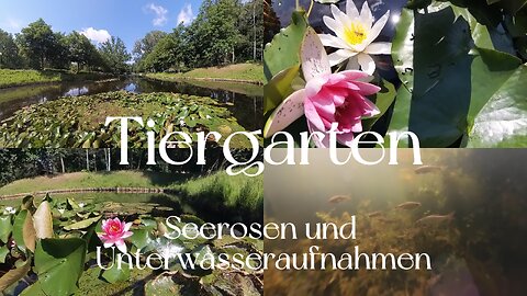 Berlin-Tiergarten | Seerosen und Unterwasseraufnahmen