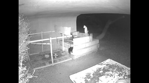 Gingy scares black cat