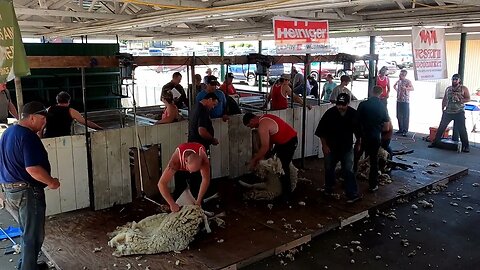 Finals Mike McWilliams Oregon Shearing Contest Pro Division