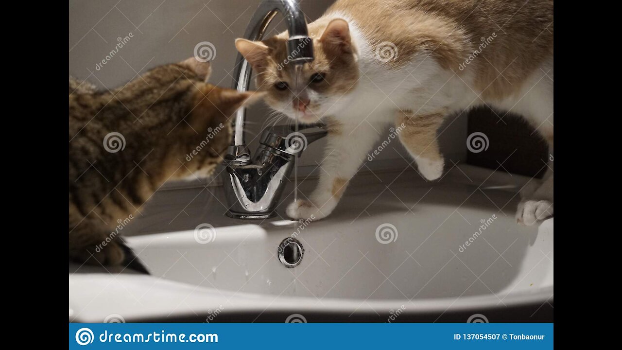 Best Funny Cat Videos, Cute Is Not Enough