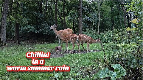 Two fawns, a doe and a noisy blue jay chillin in the rain