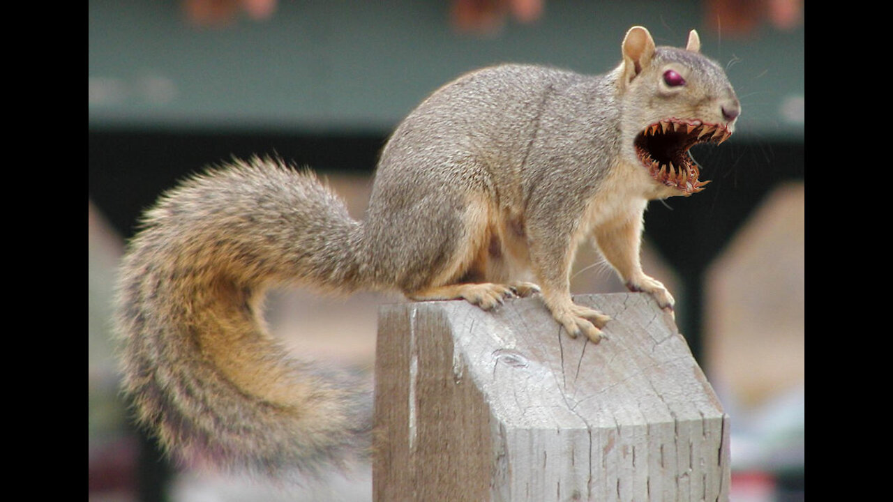 'Killer' squirrels are attacking humans in Queens, they want food, reparations & hate women it seems