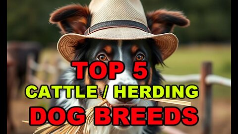 Top 5: Cattle/Herding Dogs - Best Breed