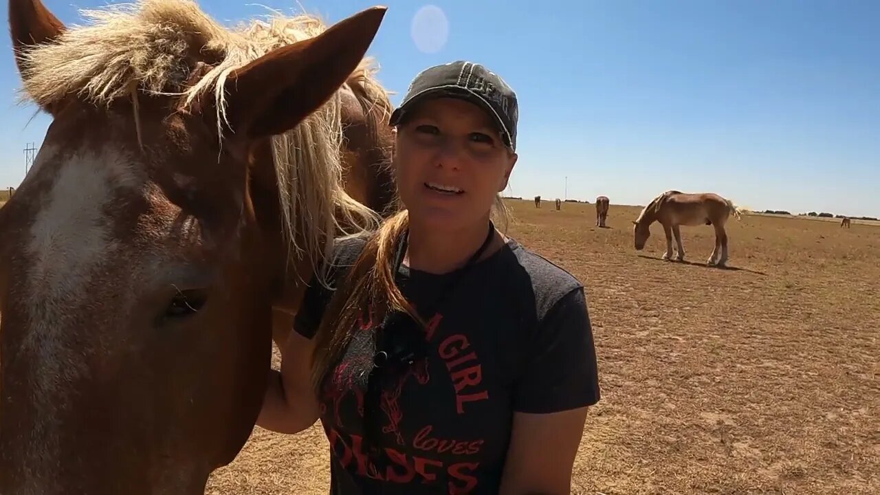 Devastating week on the farm with 2 of our rescued Belgian Draft Horses.Completely unexpected events