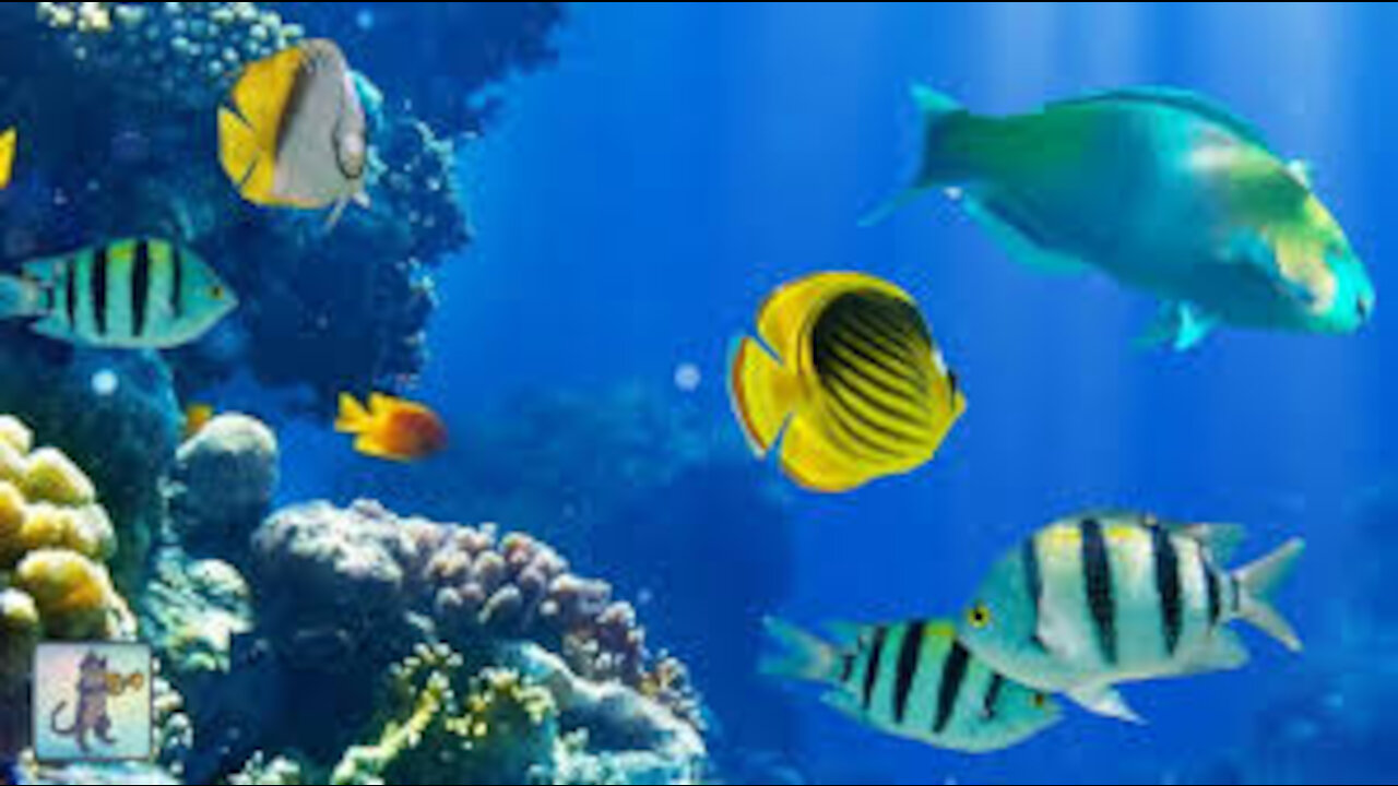 😴DEEP SLEEP music-Ocean Fish-All You Need To Fall Asleep