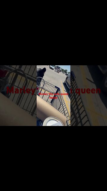 #shorts #dog #outdoors #texas #heat #australiancattledog #beef #lawn #lawncare #home #lowes #mowing