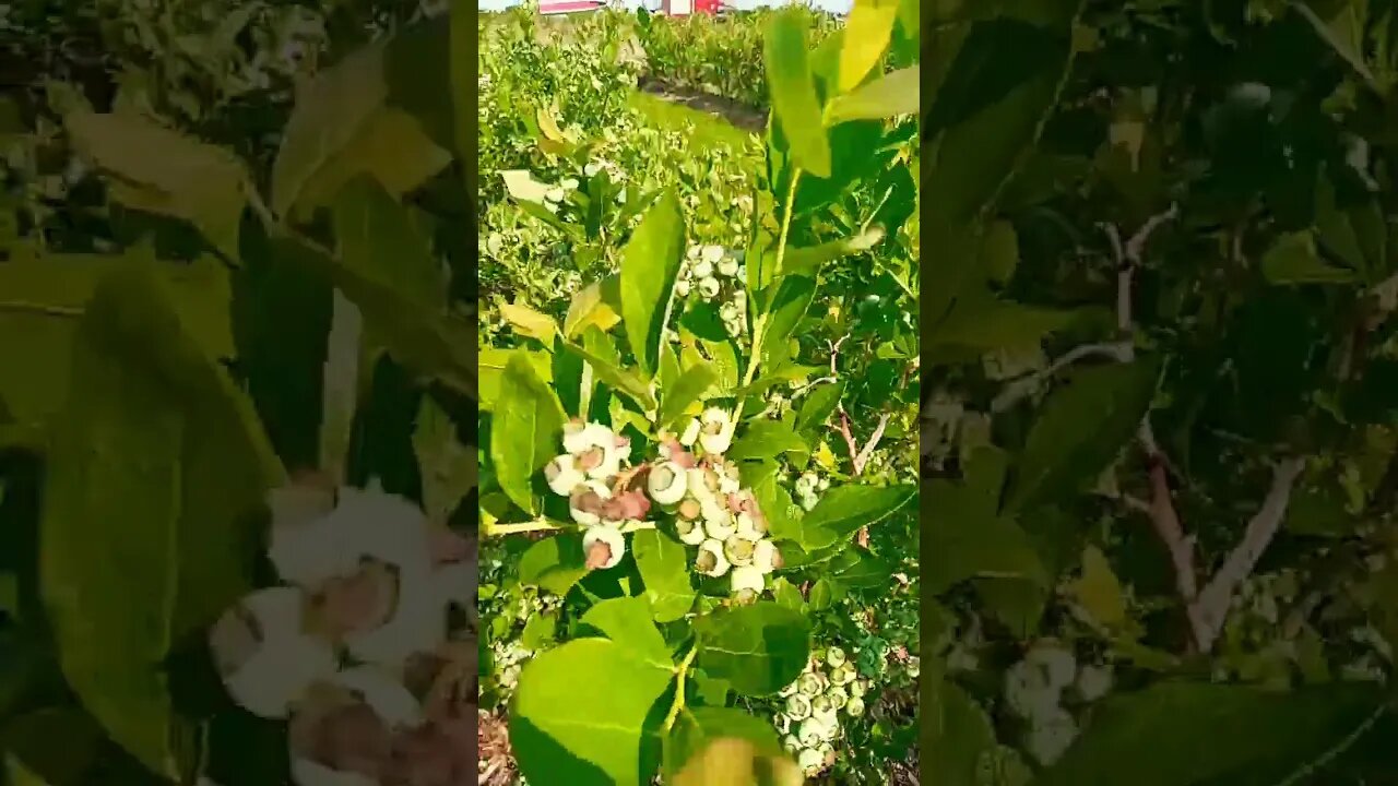 Blueberries 🫐