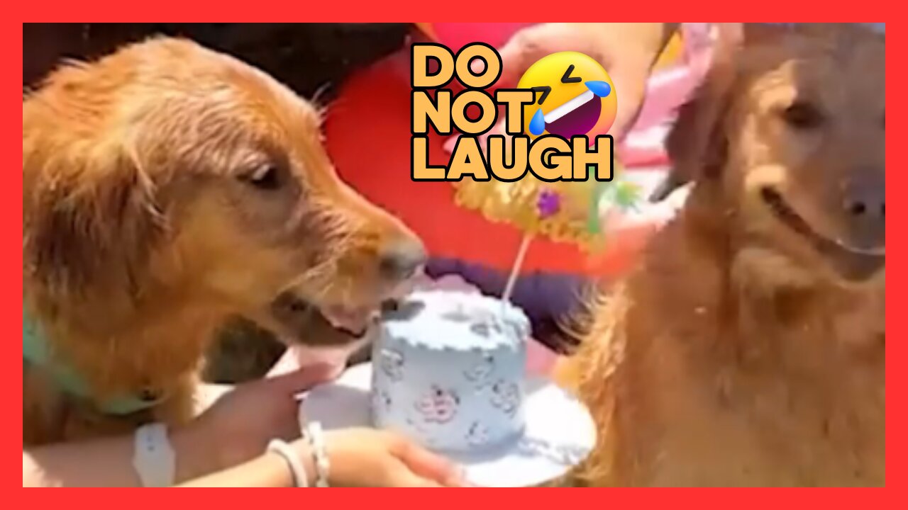 try not to laugh, unusual memes compilation #1