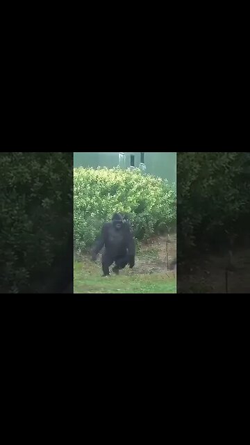 Gorillas run away from the rain