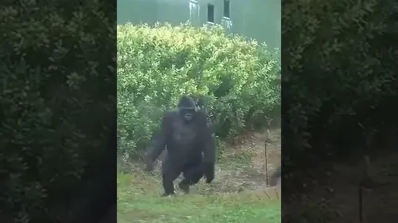 Gorillas run away from the rain