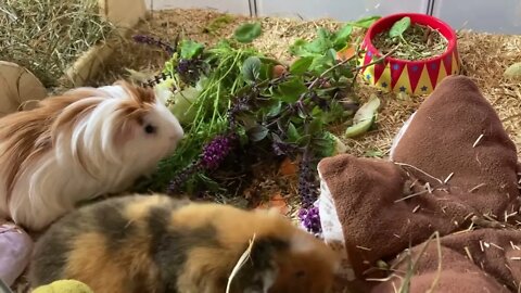 Veggies for the Guinea pigs