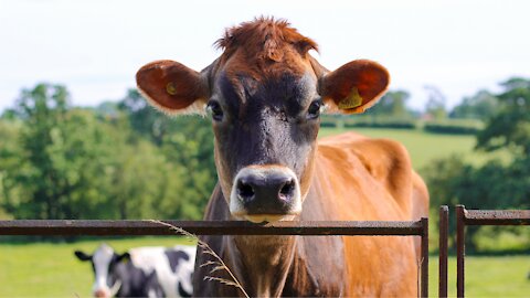 Animais da Fazenda