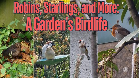 Robins, Starlings, and More: A Garden's Birdlife #birdwatching