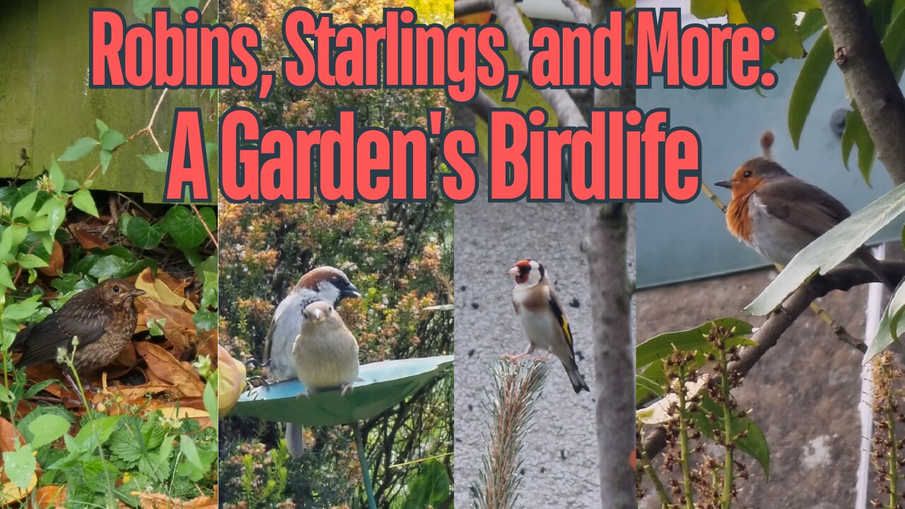 Robins, Starlings, and More: A Garden's Birdlife #birdwatching