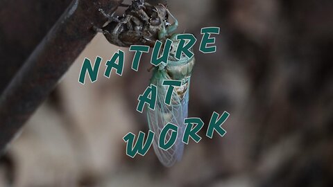 Cicada just shed it's skin and is still very green.