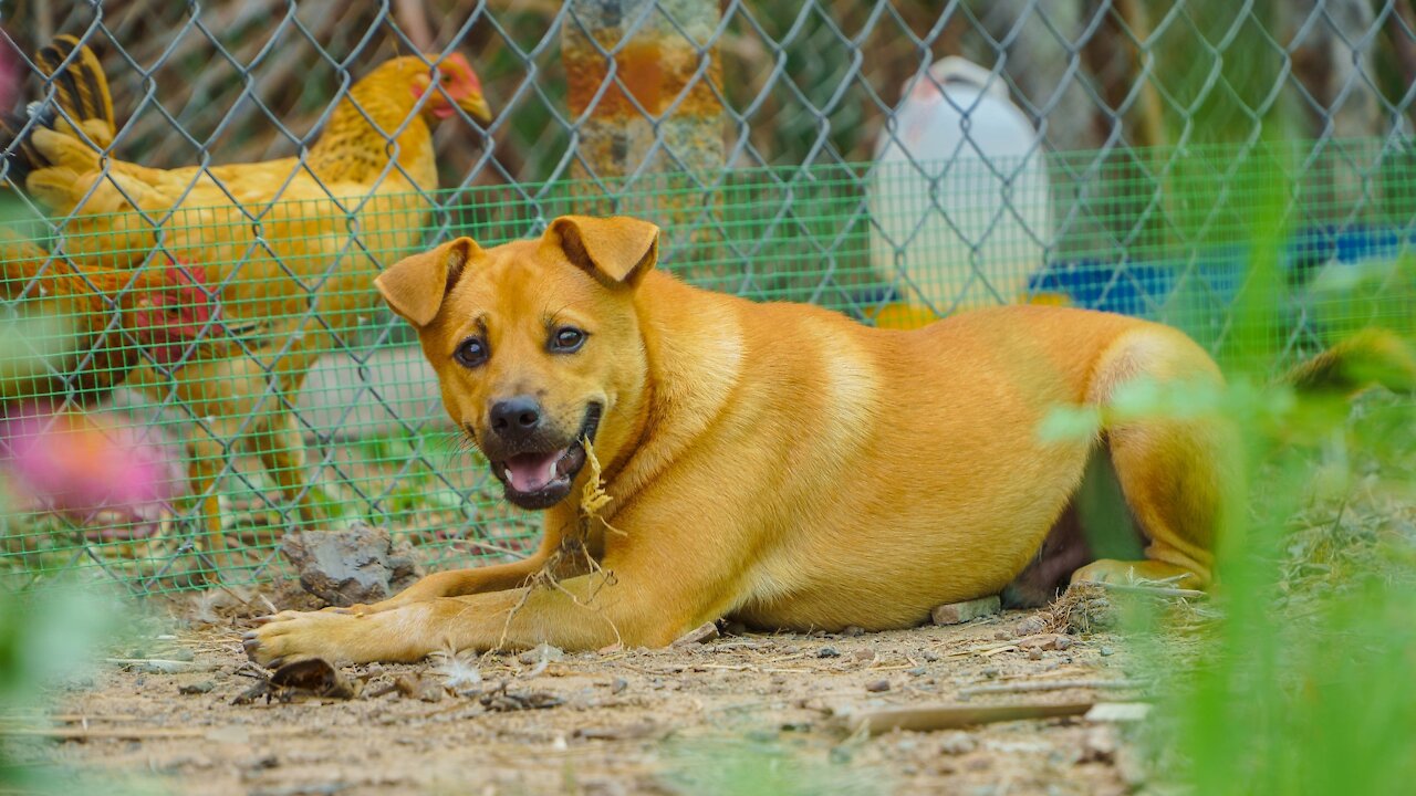 Dog vs Chicken - Funny Dog Fight Video