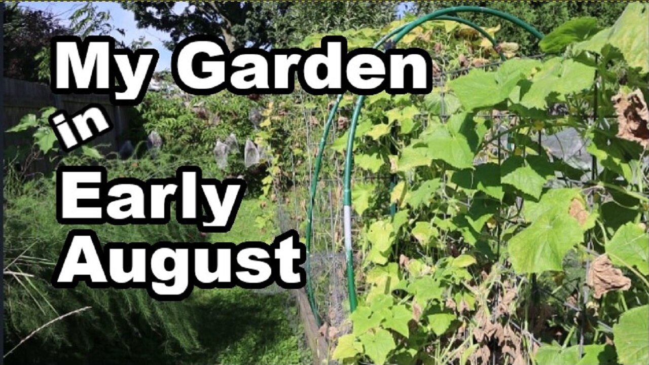 Summer Mid August Kitchen Garden Tour 2024