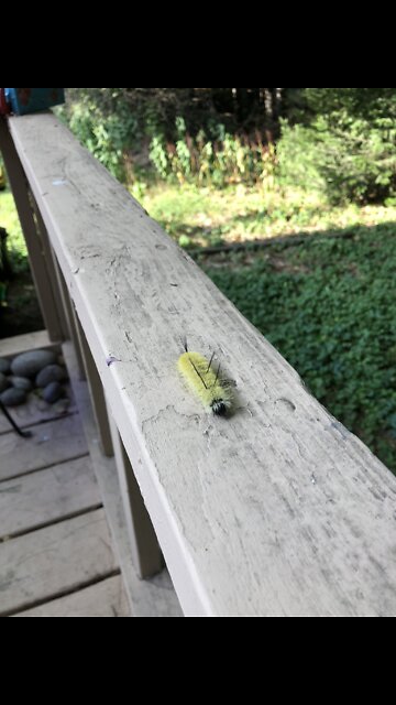 Skydiving Little Garden Friend