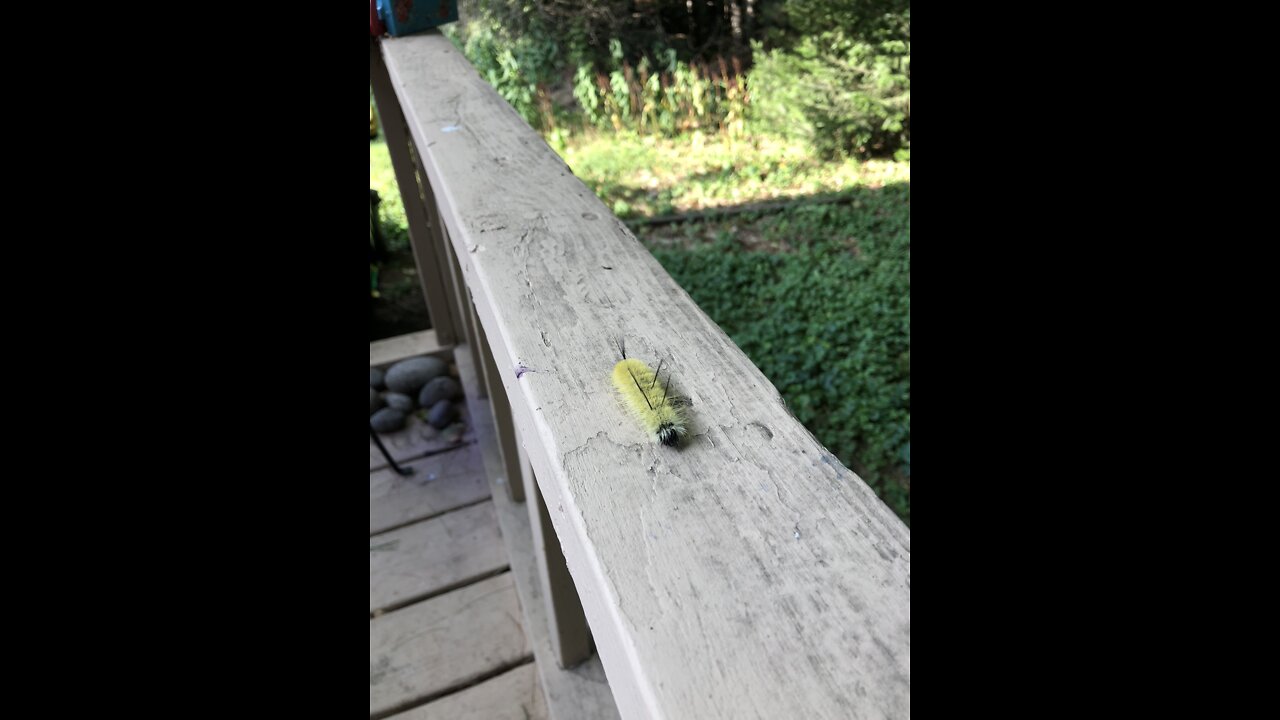 Skydiving Little Garden Friend