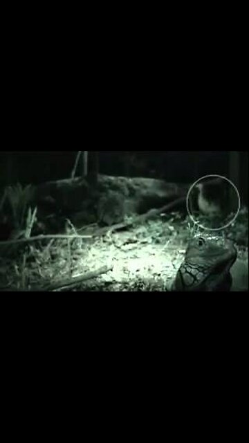 Living DODO found in Reunion Island (Fake or Not ) #mythicalcreature #creature #dodo #dodobir