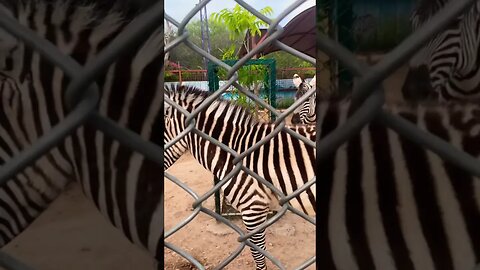 #zebra #trending #travel #viral #ytshorts #subscribe #support #learning #zoo#animals #animalcrossing