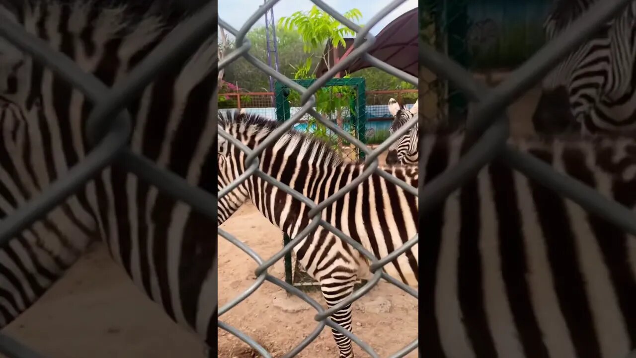 #zebra #trending #travel #viral #ytshorts #subscribe #support #learning #zoo#animals #animalcrossing