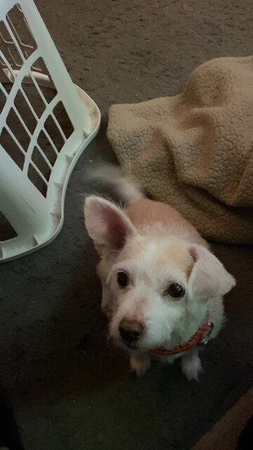 Lil Lilly & her love of Jack Links Jerky