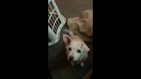 Lil Lilly & her love of Jack Links Jerky