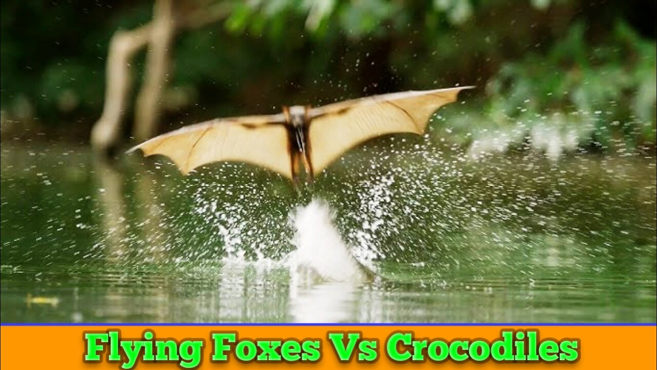 Croc vs Flying Foxes | Fresh Water Crocodiles Attack Flying Foxes |