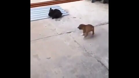 Dog And Rabbit