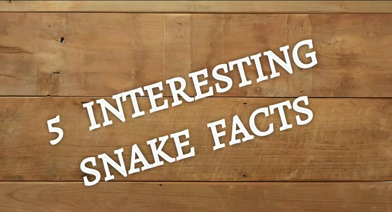 5 interesting facts about Snake