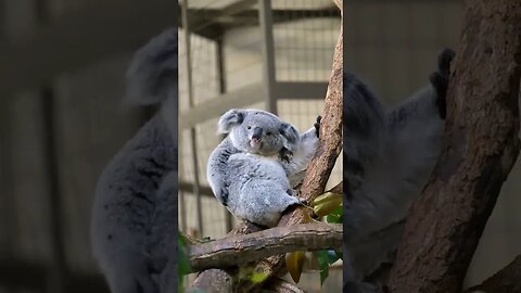 Just a little bit itchy...🐨🤧😅