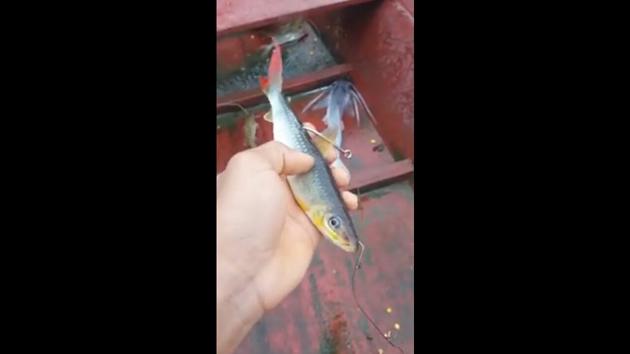 pescaria de peixe grande....