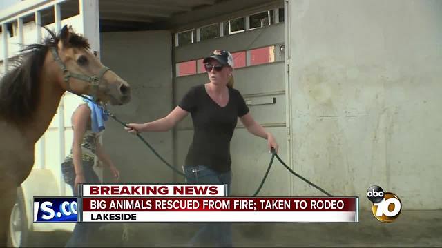 Big animals rescued from fire, taken to Lakeside Rodeo grounds