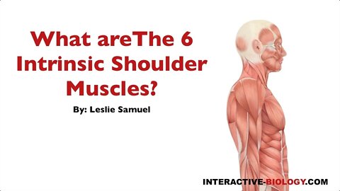 089 What are the Six Intrinsic Shoulder Muscles?